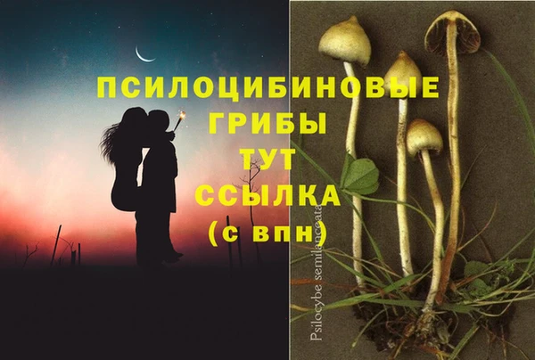 прущие грибы Абдулино